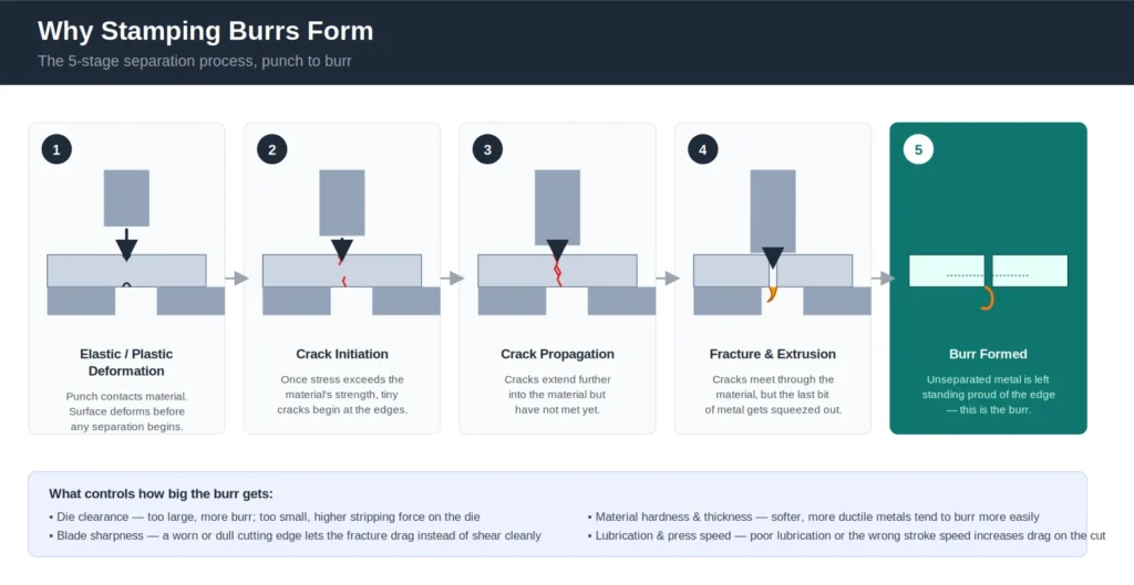 Diagram showing the 5-stage process of how burrs form during metal stamping